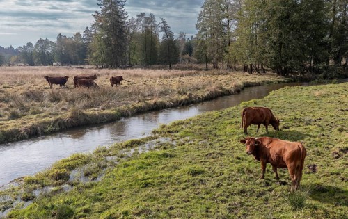 Artiodactyla, Bavaria, Bos Taurus sspec.5, cattle, even-toed ungulate, Höhenvieh, Upper Palatinate,