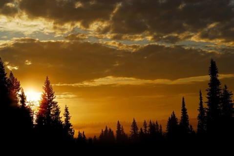 Sunrise in fog, tree silhouettes, Norrbotten, Swedish Lapland, Norrbotten, Lapland, Sweden