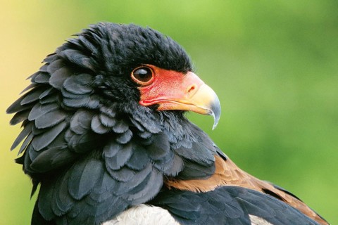 Raptor - Eagle - Juggler