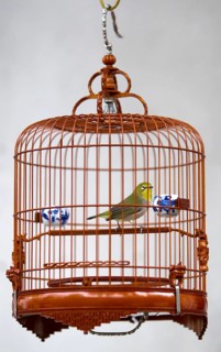 Caged Songbird at the Yuen Po Street Bird Garden, Mong Kok, Hong Kong, SAR of China