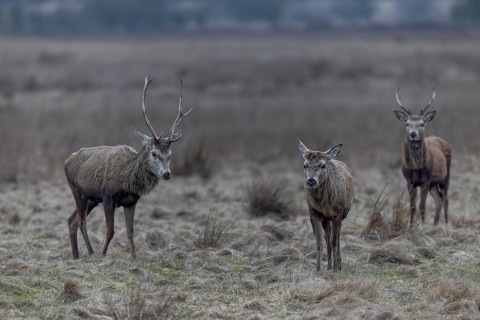 The red deer (Cervus elaphus) with antlers follows its older counterpart, who has already shed his