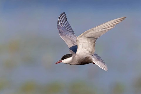 Weißbart-Seeschwalbe, Weißbartseeschwalbe, Whiskered Tern, Chlidonias hybridus, Chlidonias hybrida,