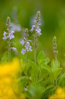 Medicinal Prize, Honorary Prize, Honorary Prize, Basic Medicinal Herb, Paul's Betony,