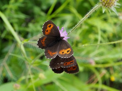 A butterfly with orange-brown wings, the White-banded Brown (Erebia ligea), perched on a flower in