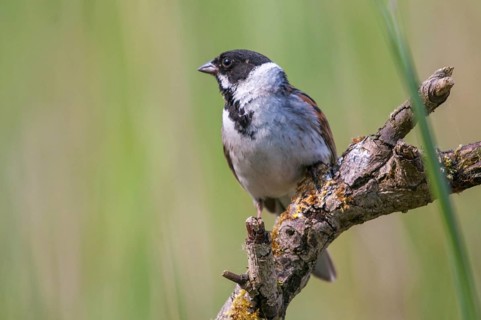 Emberiza schoeniclus, reed bunting, birds, male, passeri, songbirds, songbirds, birds