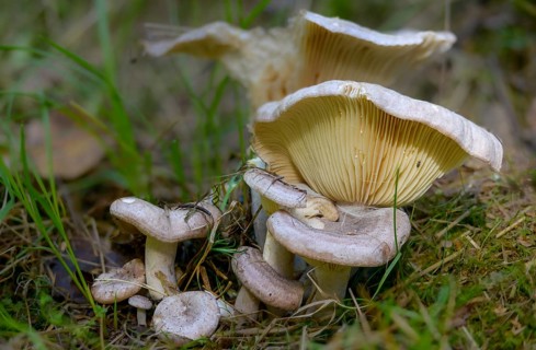 Banded hornbeam milkling, banded milkling, hornbeam milkcap, lactarius circellatus, fungi, fungus,