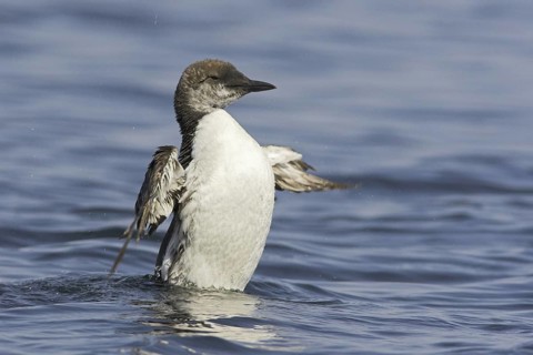 Common Murre (Uria aalge), Newfoundland, Canada