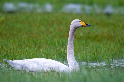 Cygnus cygnus, Finland, singing swan, whooper swan, anatidae, birds, duckbirds, swan, swans, swans,