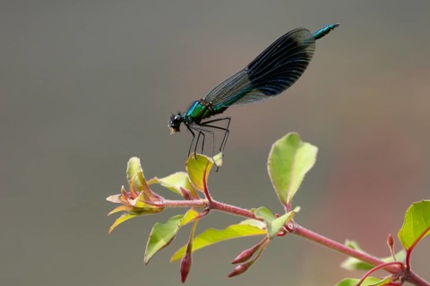 Banded demoiselle damselfly (Calopteryx splendens) adult male insect eating a small fly on a garden