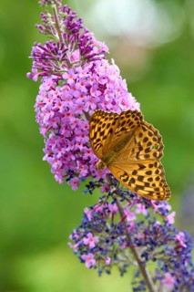 Silver-washed Fritillary (Argynnis paphia) butterfly Feeding on Purple Buddleia Flower with Soft