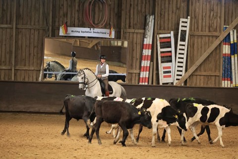 Anja Ötting, Working Equitation, Rinderarbeit, Leverkusen, North Rhine-Westphalia, Germany