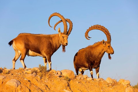 Nubian ibex, Nubian ibex, (Capra nubiana), animals, mammals, ibex, Ben Gurion's Tomb, Midreshet