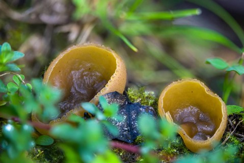 Spread beaker, peziza repanda, pseudopeziza repanda, fungi, fungus, mushrooms