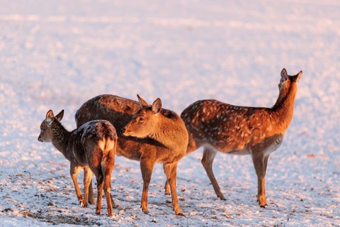 Two female Dybowski deer (Cervus nippon hortulorum) and a young stand in a snow-covered meadow at