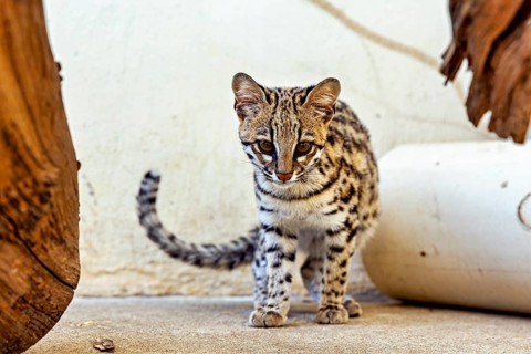 A cat stands curiously exploring an urban environment, a tiger cat in an enclosure in Petrolina,