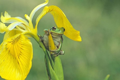European tree frog on water lily, Germany, Federal Republic of Germany