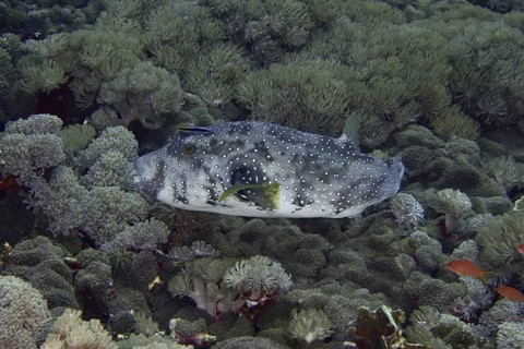 A pufferfish with a distinctive graffiti-like pattern, the white-spotted pufferfish (Arothron