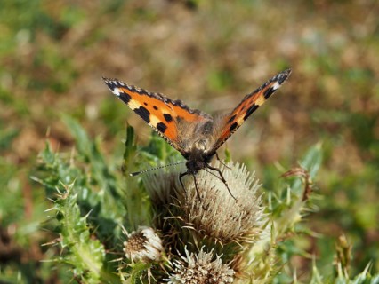 A butterfly with orange wings, the Small tortoiseshell (Aglais urticae), is perched on a thistle,