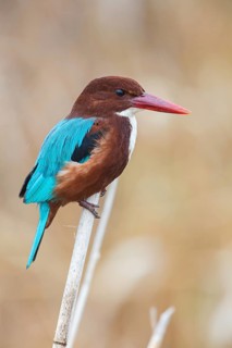 Brown kingfisher, (Halcyon smyrnensis), family of kingfishers, on perch, animals, birds, Israel