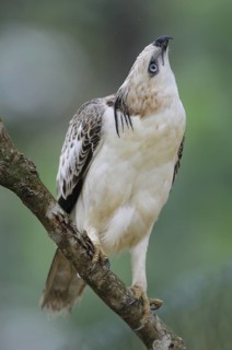Changeable Hawk-Eagle (Nisaetus cirrhatus), Sri Lanka