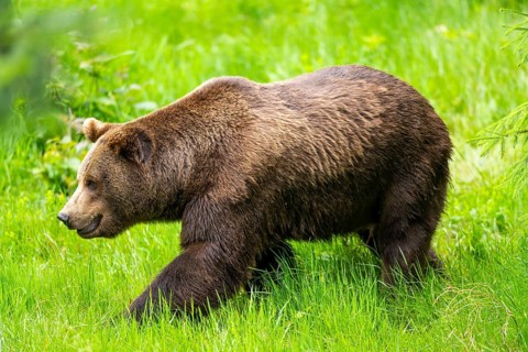 Eurasian brown bear (Ursus arctos arctos) walking on a meadow, Bavarian Forest, Bavaria, Germany