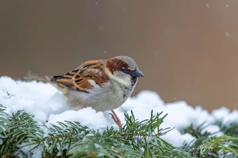 House Sparrow (Passer domesticus) male, Mecklenburg-Western, Pomerania, Germany