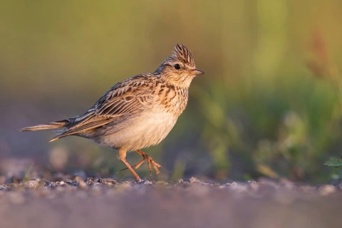 Eurasian Skylark (Alauda arvensis) male perched on the ground, Poland