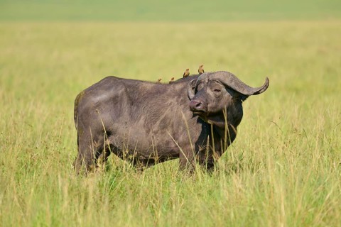 Buffalo in the savannah with birds on their backs, surrounded by tall grass, Cape buffalo (Syncerus