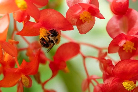 A bumblebee (Bombus) collecting nectar from a ‘Comte de Lesseps' begonia (Begoniaceae) in the