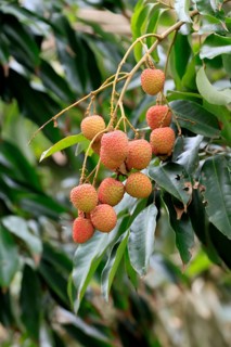 Lychee tree (Litchi chinensis), lychee tree, fruit, ripe, on the tree, foliage, Monzi,
