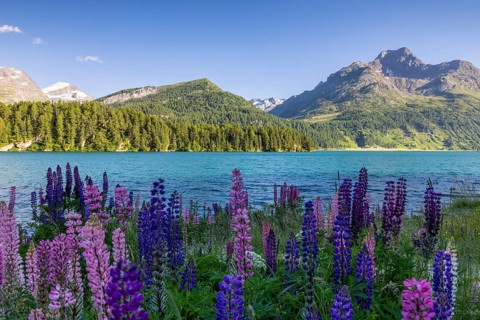 Lupin (Lupinus) against the backdrop of Lake Sils and Piz da la Margna, legume (Fabaceae), Engadin,