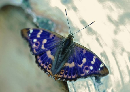 Apatura ilia, small iridescent butterfly, lesser purple emperor, butterfly, insects, leo,