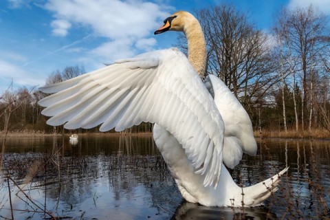 Cygnus olor, mute swan, anatidae, birds, duckbirds, spring, cusp swan, swans, jump, swans, birds,
