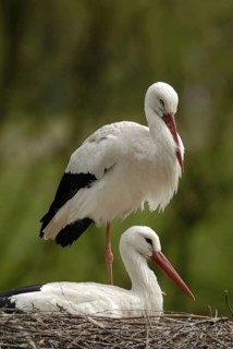 White stork, Ciconia ciconis, 2006