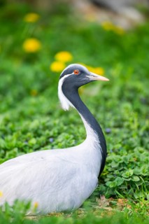 Demoiselle crane (Grus virgo) on a meadow, capttive