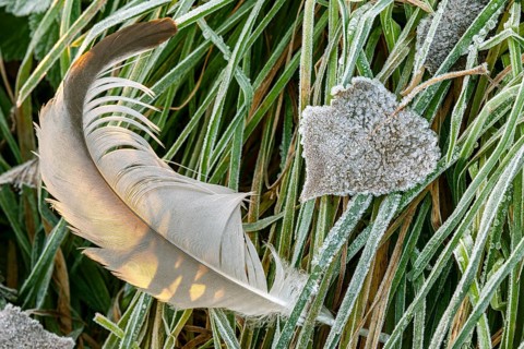 Feather from a crane (Grus grus), Goldenstedt, Lower Saxony, Germany