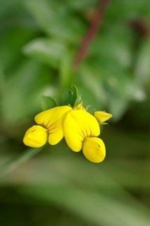Common Bird's-foot Trefoil (Lotus corniculatus), yellow flower in a meadow, Wilnsdorf, North