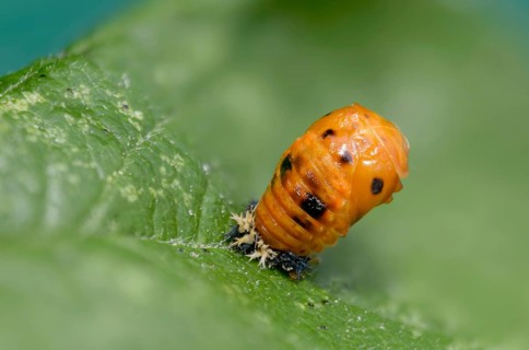 Asian ladybeetle, Asian ladybug, coccinellidae, coccinellinae, harlequin ladybug, harmonia