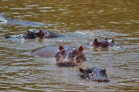 The heads of several hippos protrude from the water of a river in a natural setting, hippopotamus