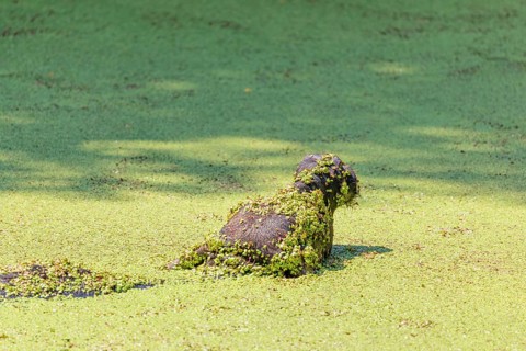 A water buffalo (Bubalus bubalis) swims in a pond covered with duckweed (Lemnoideae). Its head and