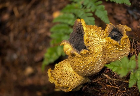 Bovist, thick-skinned potato bovist, fire mushroom, poisonous ball mushroom, potato bovist, smoke