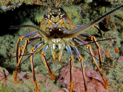 A spotted spiny crayfish (Panulirus guttatus) seen from the front, showing its long legs and
