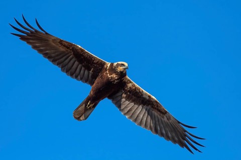 Marsh Harrier (Circus aeruginosus), Lembruch, Lower Saxony, Germany