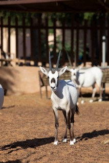 Arabian oryx (Oryx leucoryx) in the Arabian Oryx Camp, Wahiba Sands desert or Rimal Al Wahiba or