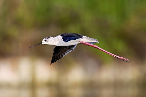 Black-winged Black-winged Stilt (Himantopus himantopus, in flight, Camargue, southern France,