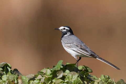 Moroccon Wagtail - Bachstelze - Motacilla alba ssp. subpersonata, Morocco