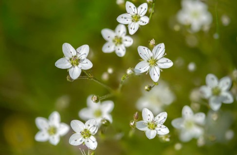 Caryophyllaceae, spring yeast, calamine spring weed, Harzer spring weed, cupriot flower, minuartia