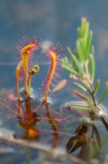 Drosera longifolia, Droseraceae, English sundew, Finland, long-leaf sundew, sundew, flora, great