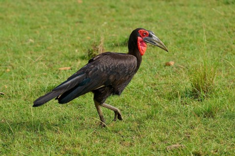 Large black bird with a red face on a green meadow, Southern ground hornbill (Bucorvus