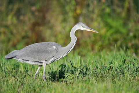 Grey heron (Ardea cinerea) foraging in a meadow, North Rhine-Westphalia, Germany